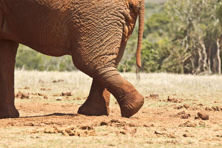 Large African elephant stretching its rear leg backwards at a water holeの写真素材