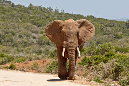 Large African elephant walking slowly along a dirt road in the hot blazing sunの写真素材