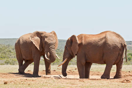 two African elephants standing at a water hole in the hot african sunの写真素材