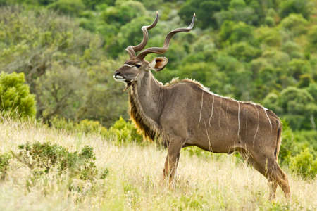 Large Kudu bull standing on a slope of a hill looking alert