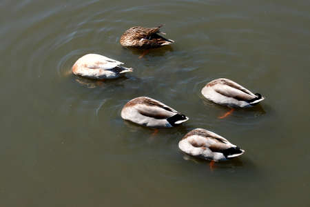 five ducks feeding upside down on a lakeの写真素材