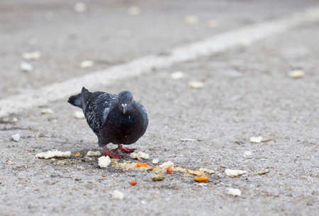 Hungry pigeon eating peels and leftover food in the streetの写真素材