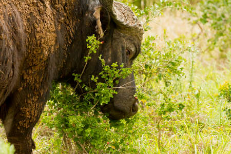 Old african buffalo covered in mud rubbing its head against a bush