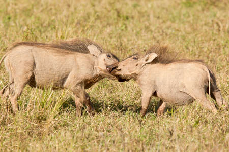 two young warthogs playing and pushing each other in dry grassの写真素材
