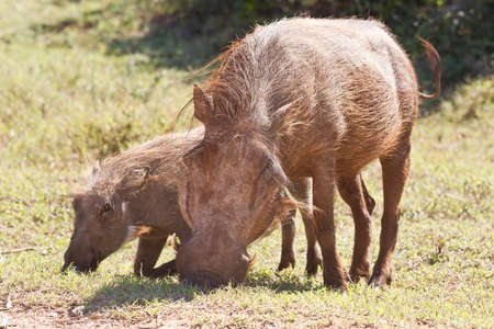 Warthog mother and child grazing short grass in an open field on a sunny dayの写真素材