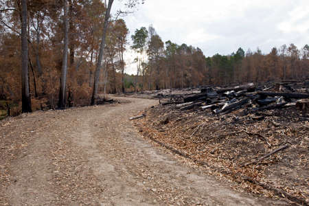 winding road through a forest with burnt trees on either side caused by a raging fire