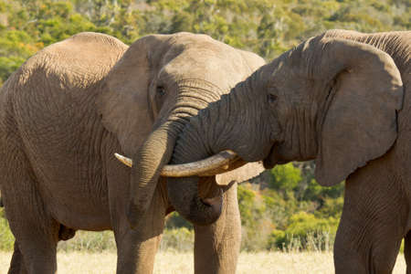 lose up view of elephants standing and wrestling with their trunks on a hot summers dayの写真素材