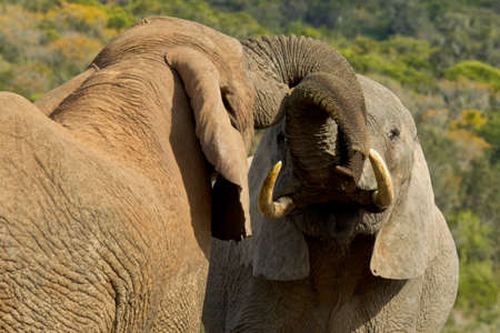 Two young male elephants playing at a water hole on a hot summers dayの写真素材