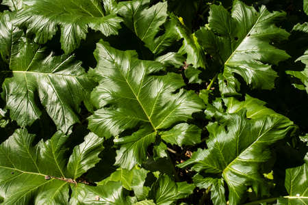 Large leaves of a succulent plant in the shade of a forest