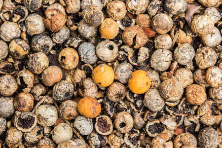 wild seeds and berries lying on the ground in different shades of brown and orange to be used as a backgroundの写真素材
