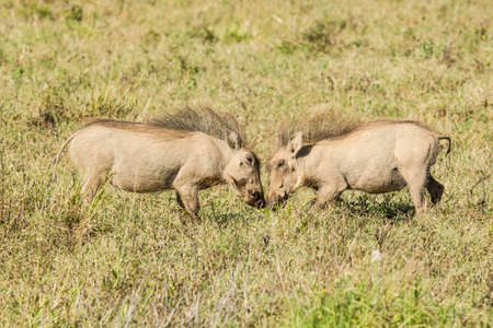 two young warthogs playing in long grass in the hot sun の写真素材