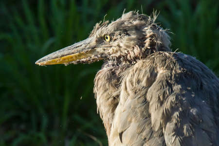 Close up view of a young grey heron looking into the setting sunの写真素材