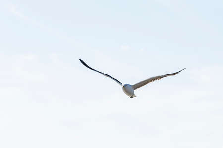 Lesser black-backed gull flying high in the air looking for food late in the afternoon
