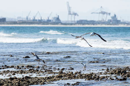 Seagulls taking off and landing from a rocky beach at low tide late in the after noonの写真素材