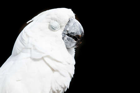 Cockatoo parrot portrait with its eyes closed while sitting on a branchの写真素材