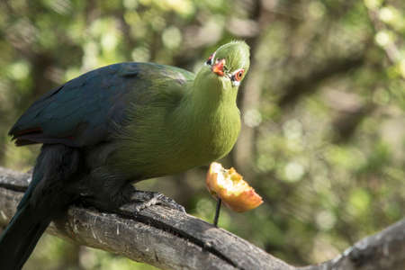 Knysna Loerie looks up while eating some fruit from a tree branchの写真素材