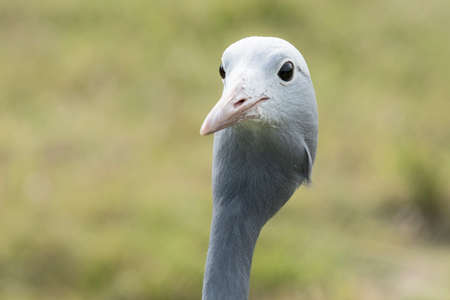head and neck portrait of a blue crane bird looking into the distanceの写真素材