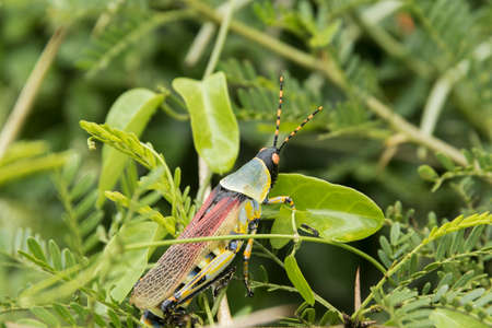 Brightly coloured locust on green leaves on a hot and sticky dayの写真素材