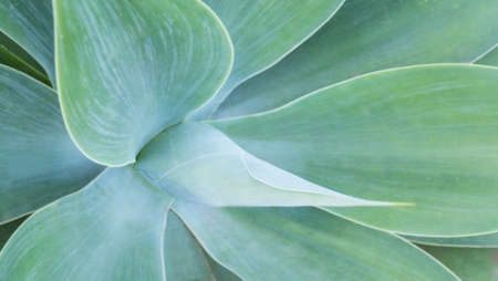 Abstract view of of a beautiful succulent cactus plant in shades of blue and greenの写真素材
