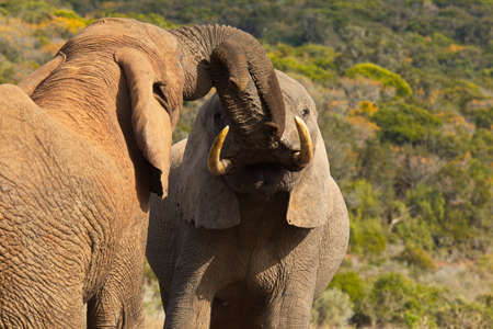Two large elephants pushing and shoving each other in the warmth of summer sunの写真素材