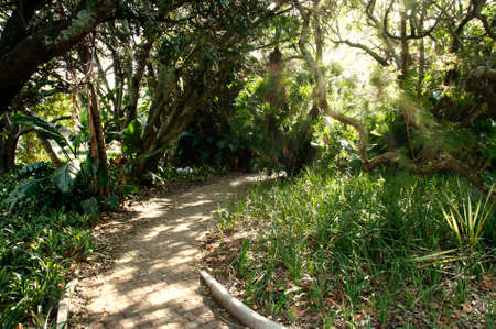 pathway leading into a quiet and peaceful tropical garden where people can go and relaxの写真素材
