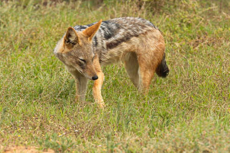 Black backed jackal hunting for food in long dry grass early in the morningの写真素材