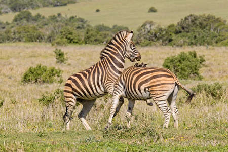 Two young zebras playing by biting and kicking each other in a national parkの写真素材