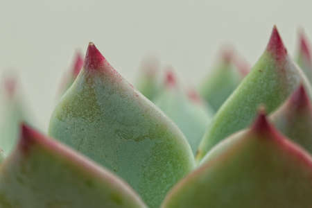 Spikes of a succulent plant leaves with sharp red tips and green leaves on a white backgroundの写真素材