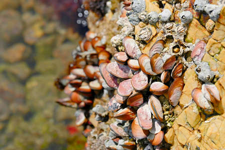 lage colourful mussels growing on a rock on the south african coastline on a lovely sunny day