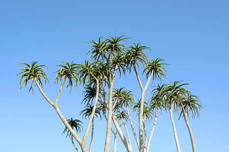 large tall aloe tree with many plants and long branches with a blue sky in the background in a dry desert in south africaの写真素材