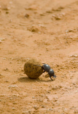 portrait orientation of a dung beetle rolling a ball of fresh elephant dung on a gravel road in Addo national park in port elizabeth south africaの写真素材