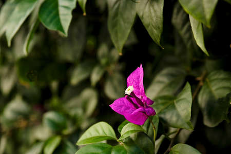 beautiful single flower of a purple bougainvillea plant or bush with pollen filled stamens in soft...