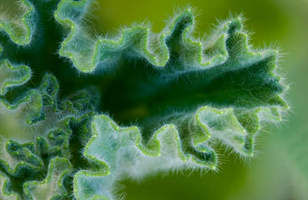 Macro photo of a geranium leaf with lots of fine hairs and detailsの写真素材