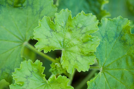 Beautiful green leaved geranium leaf background in soft forest light