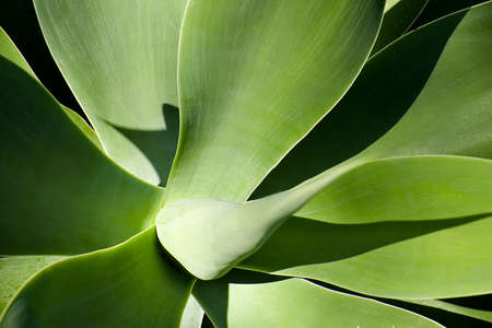 Beautiful aloe plant with a centre spike made from rolled leaves in the later afternoon sun