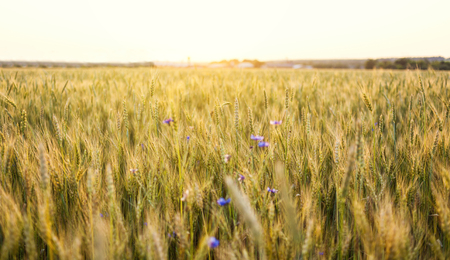 Wheat field. Ears of golden wheat close up. Beautiful Nature Sunset Landscape. Rural Scenery under...