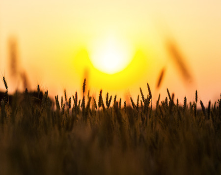 Wheat field. Ears of golden wheat close up. Beautiful Nature Sunset Landscape. Rural Scenery under...