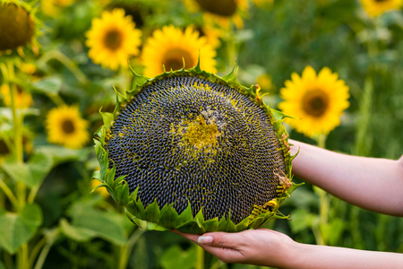 ripe sunflower in the hands of prety girl,field of blooming sunflowers on a background sunset,summer landscape,Background of ripe seeds in a sunflower.Sunflower harvestの写真素材