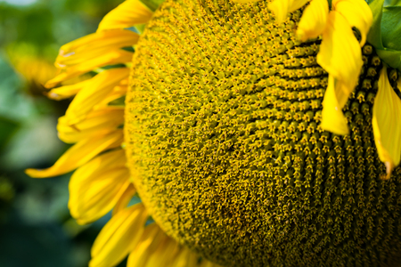 Sunflower field,field of blooming sunflowers on a background sunset,summer landscape,Bright yellow sunflowers and sun,Close up of sunflower against a fieldの写真素材