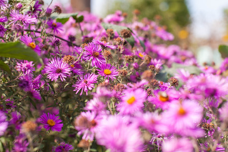 beautiful garden flowers, Purple, pink, red, cosmos flowers in the garden, spring flowersの写真素材