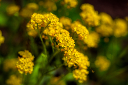 Closeup of beautiful yellow flowers in the garden, Spring background with beautiful yellow flowers.spring-summer concept,flowers concept, spring garden,spring flowersの写真素材