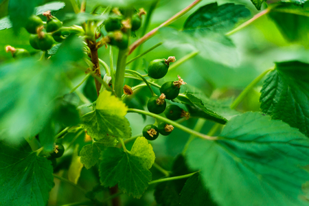 not ripe berries currant, green berries,Red Lithuanian currants not ripe,black currant branch not matured jet, in early summer time,summer concept,spring time, hurvestの写真素材