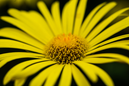 Closeup of beautiful yellow flowers in the garden, Spring background with beautiful yellow flowers.spring-summer concept,flowers concept, spring garden,spring flowersの写真素材