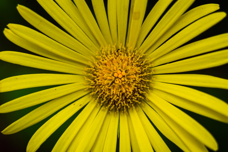 Closeup of beautiful yellow flowers in the garden, Spring background with beautiful yellow...