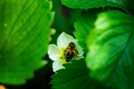 bee on a flower,white flower strawberry,strawberry flower and leaves,A strawberry plant, in the...
