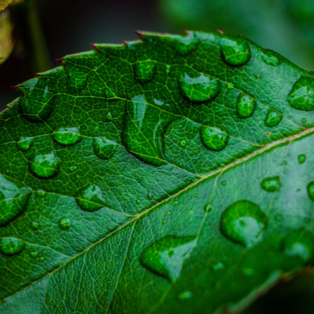 Beautiful green leaf with drops of water, leaf with water drops for background,Rain Drops on small...