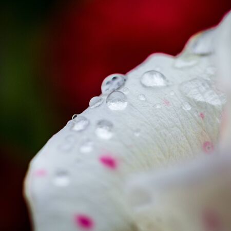 A close up macro shot of a white rose,A white rose bloom by gift,Valentines Day background, wedding day,Valentine white Rose.Heart shaped,rose in garden,nature concept,spring concept,roses in water dropの写真素材
