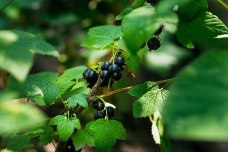 Black currant growing in the garden on a summer day, Bunch of black currant fruits with leaf,Black currants bush and sunlight,ripe berries on a branch.Closeup of black currant growing naturallyの写真素材