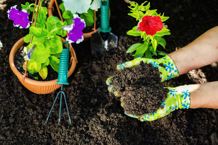 Gardening tools in the garden. Gardeners hand planting flowers. Close up of hands. Woman florist working in her greenhouse. Working in the garden. Work gloves, garden tools, flowers, black earth. Gardening composition.の写真素材