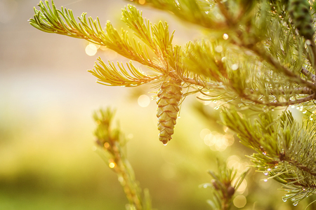 Green lush spruce branch. Fir branches. Spruce tree branch detail. Spruce background. Sprig of green spruce. Coniferous forest. Background with bright spruce branches. Spruce branches in drops of rain. Sunlight. Drops of dew on the branchesの写真素材